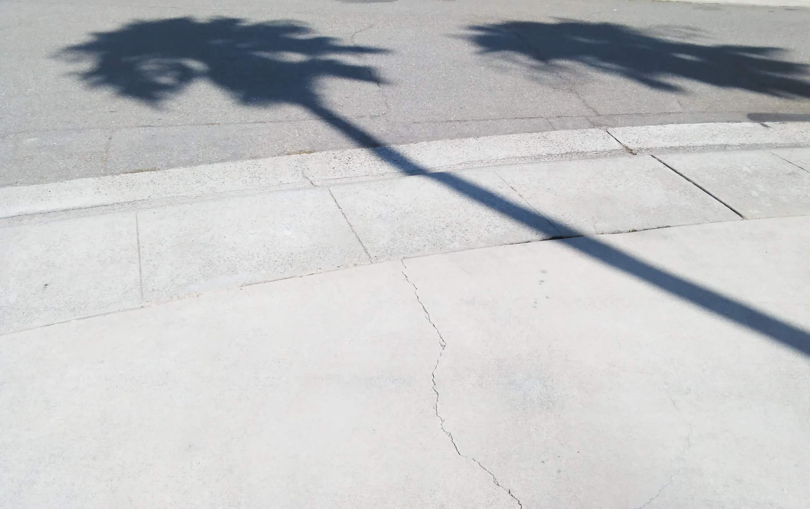 Palm Trees Shadows - 9-11-2018.jpg