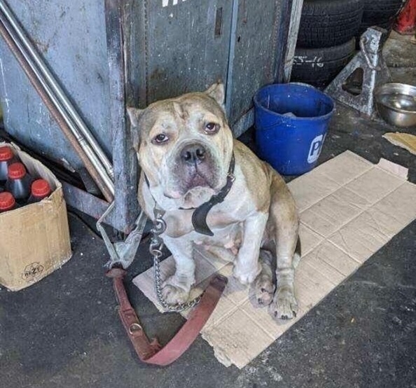 pancake dog 1.jpg