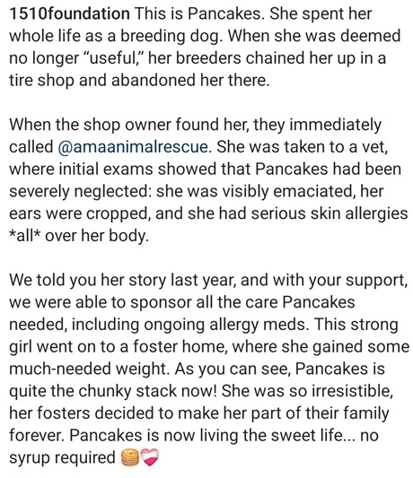 pancake dog 3.jpg