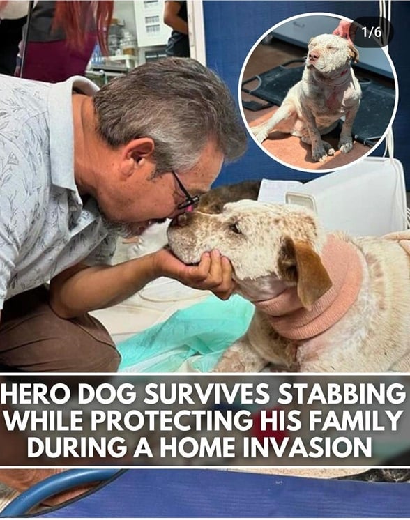 Pancho dog 1.jpg