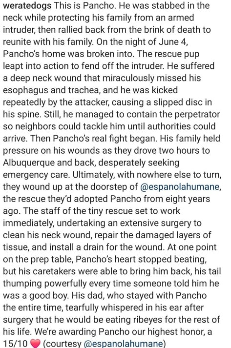 Pancho dog 2.jpg