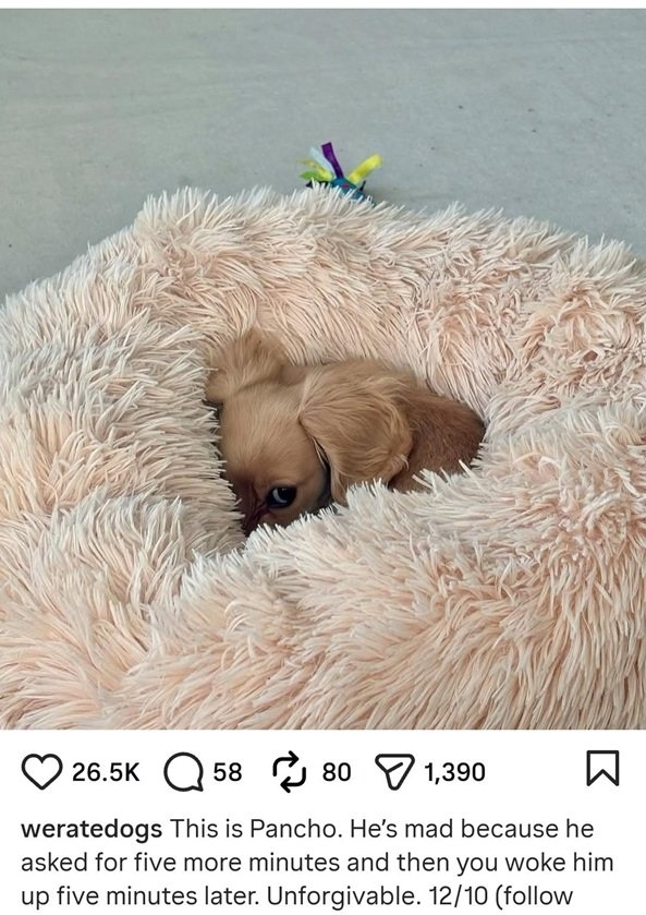 pancho dog.jpg