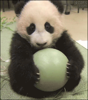 Panda-cub-ball-scare-mine.gif