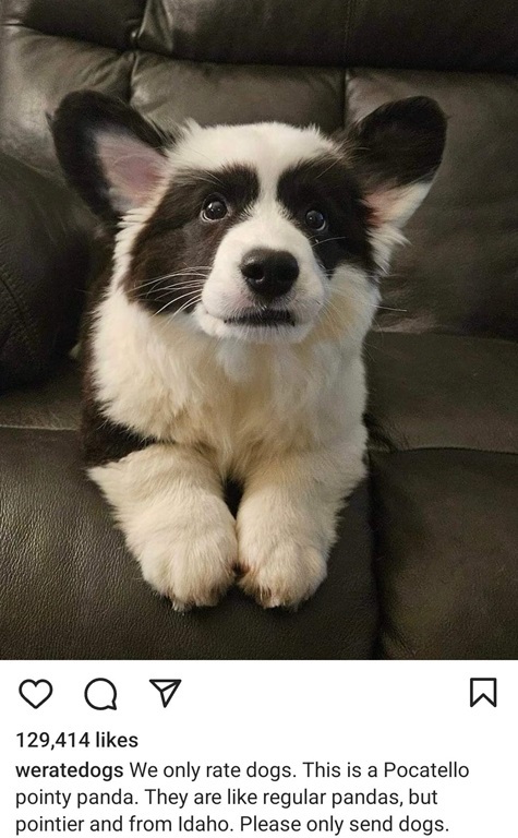 panda dog.jpg