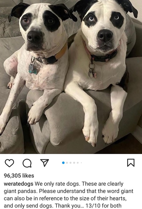 panda dogs.jpg