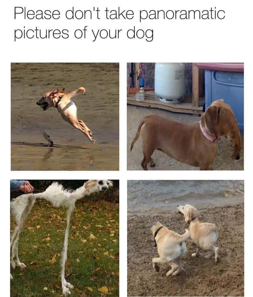 panoramatic dogs.jpg