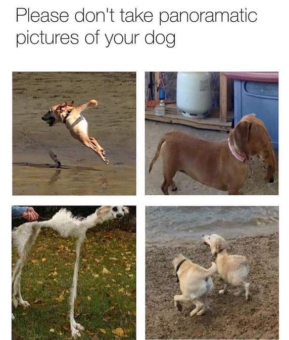 panoramatic dogs.jpg