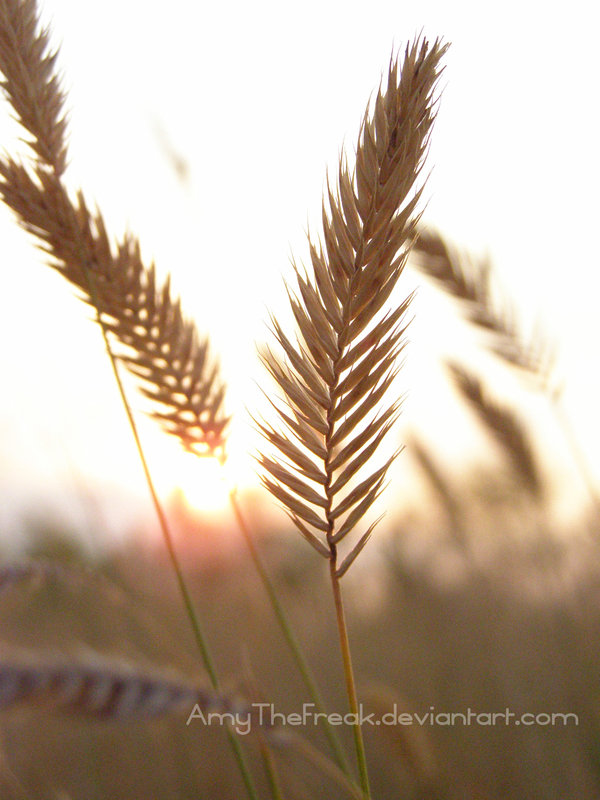 Paper_Wheat_by_AmyTheFreak.jpg