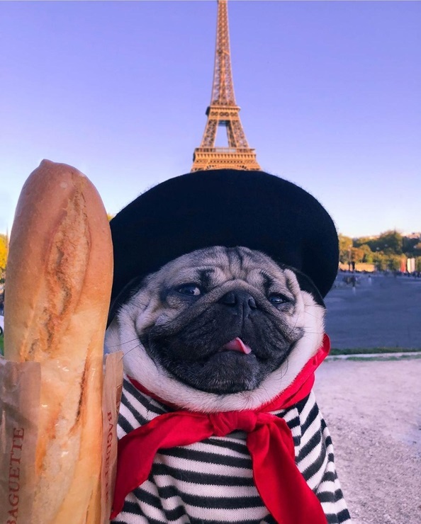 Paris dog.jpg