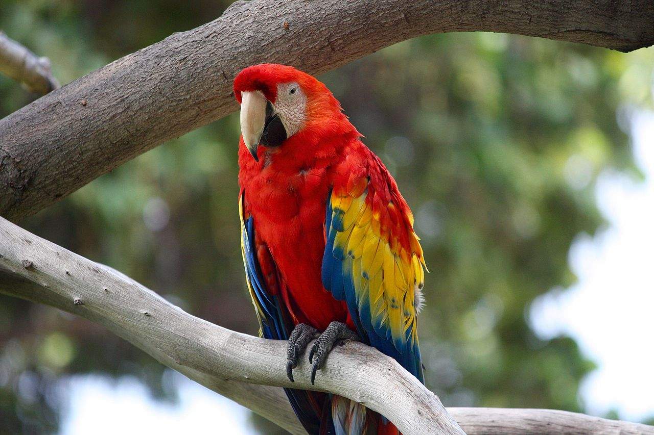 Parrot.jpg