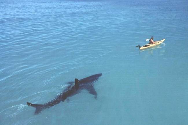 PARTINGShotShark.jpg