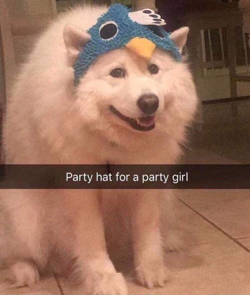 party hat dog.jpg