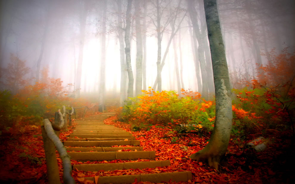 Path-through-foggy-forest-during-fall.jpg
