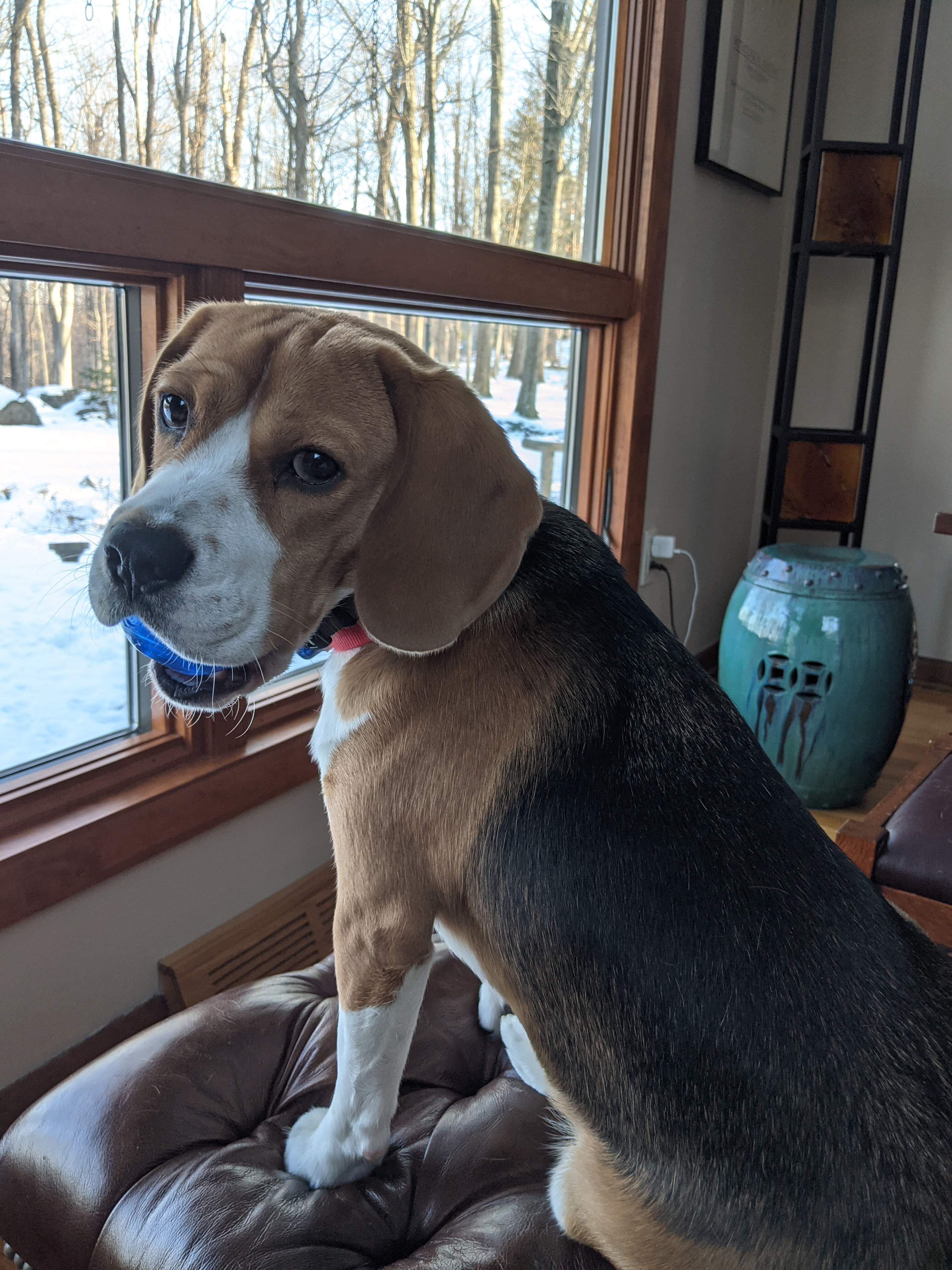 PatThePup.jpg