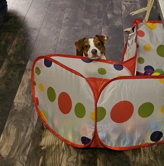 Patti ballpit.jpg