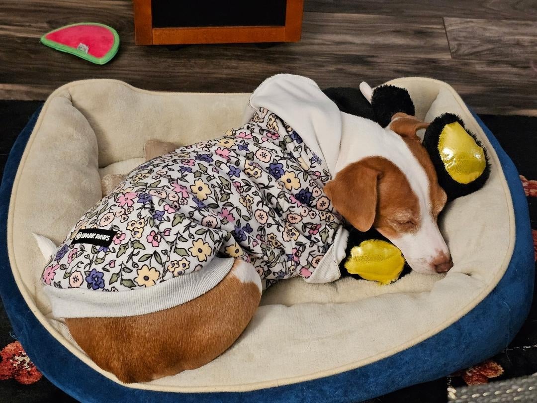 Patti bear 2 26.jpg