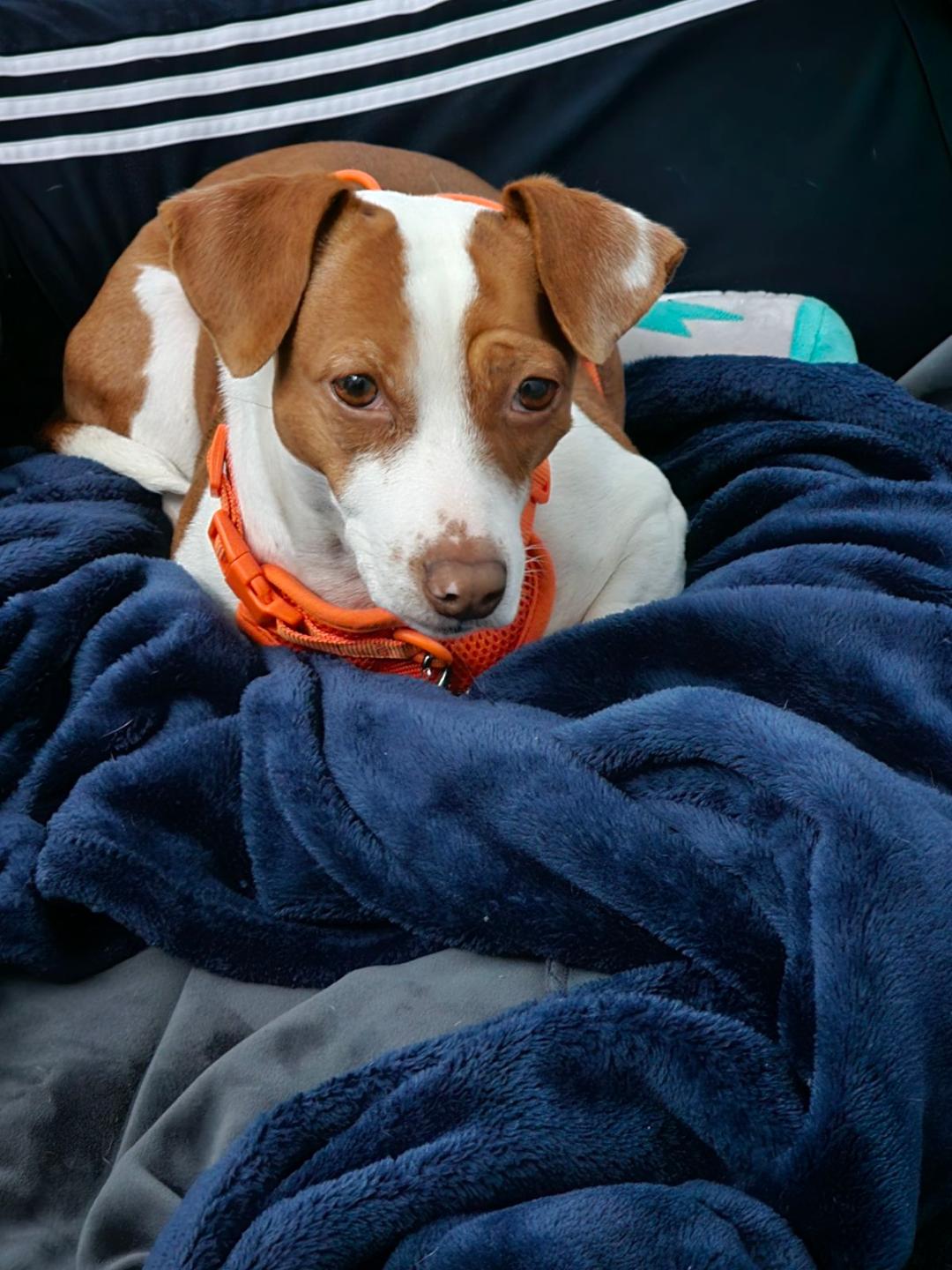 Patti bed 4 24.jpg