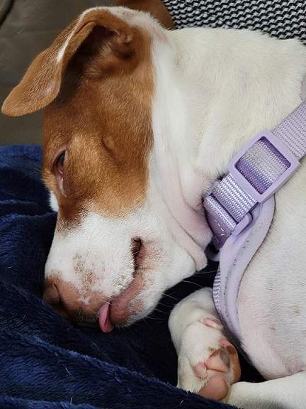 Patti blep.jpg