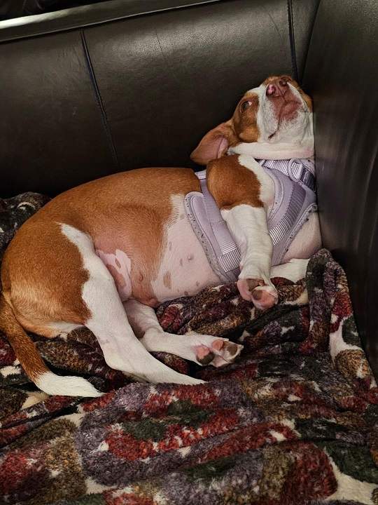 Patti couch 7 23.jpg