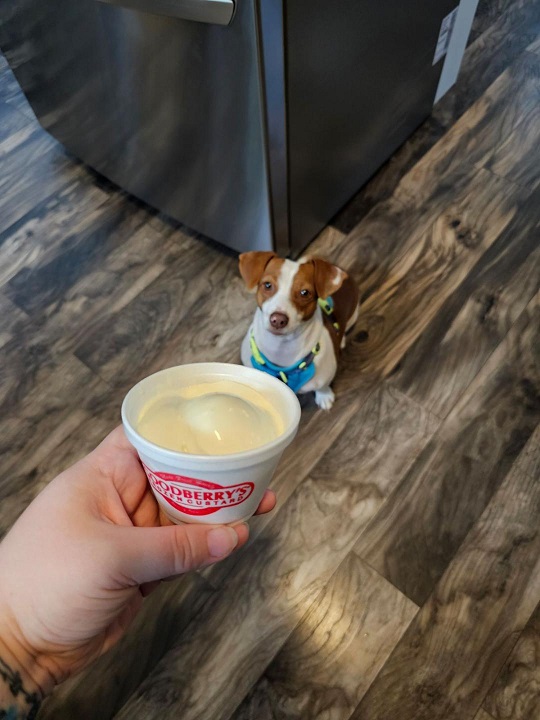 Patti custard.jpg