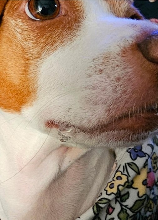 Patti drool 10 25.jpg