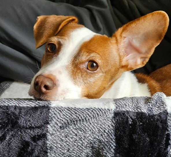 Patti ear 10 25.jpg