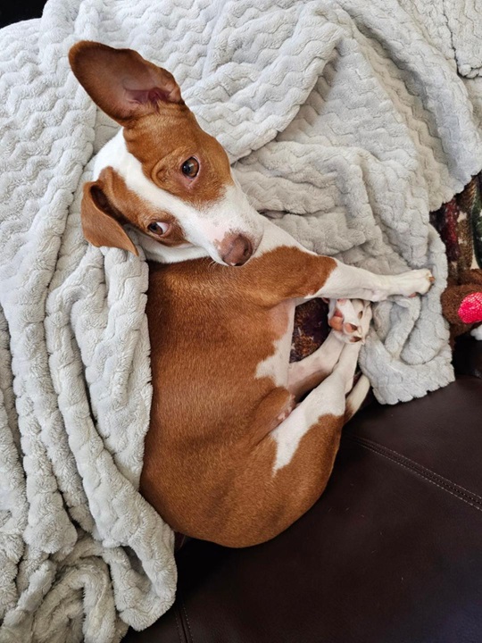 Patti ears 5 24.jpg