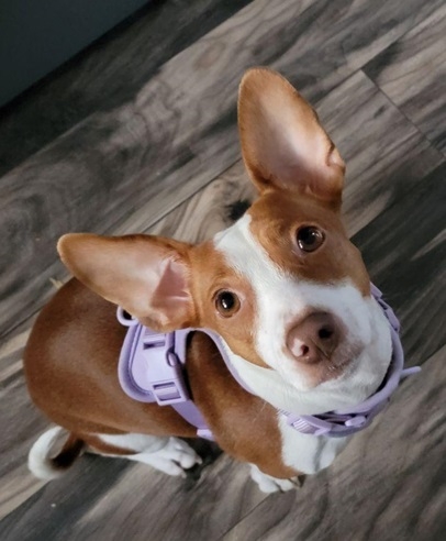 Patti ears.jpg