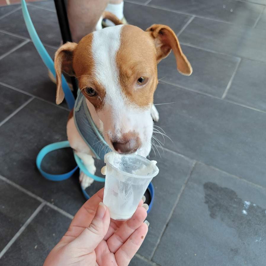 patti first pup cup.jpg