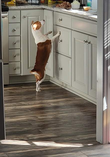 Patti kitchen pork.jpg