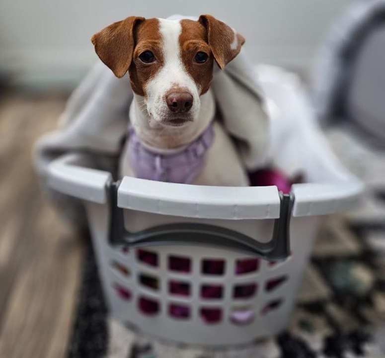 Patti laundry.jpg