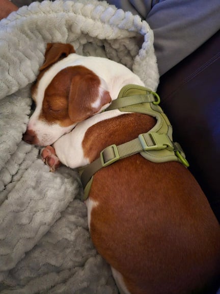 Patti laying blanket.jpg