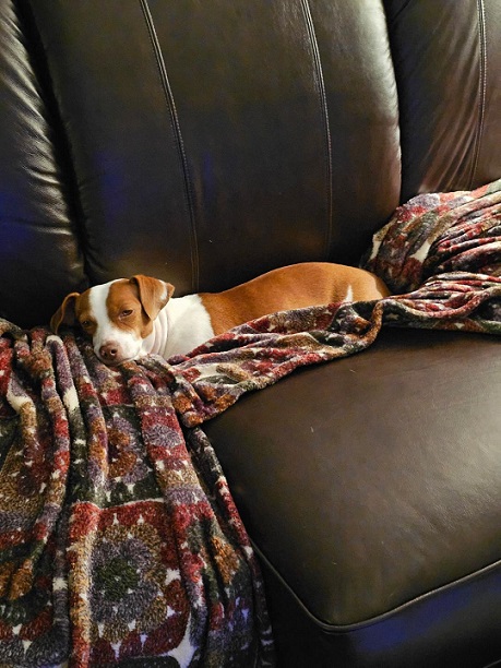 Patti new couch.jpg