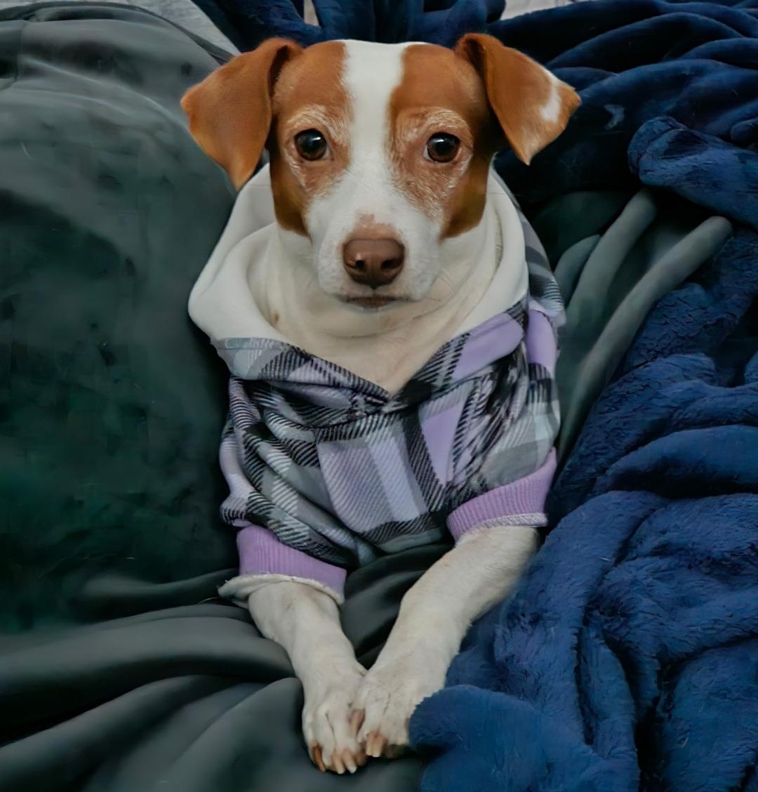 Patti paws 12 25.jpg
