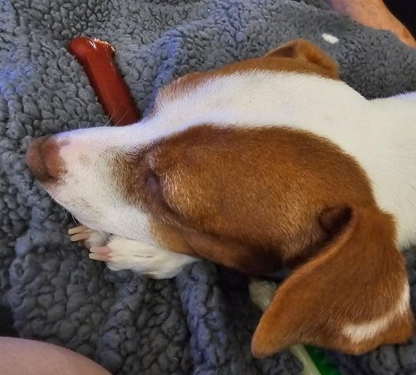 Patti paws 6 25.jpg