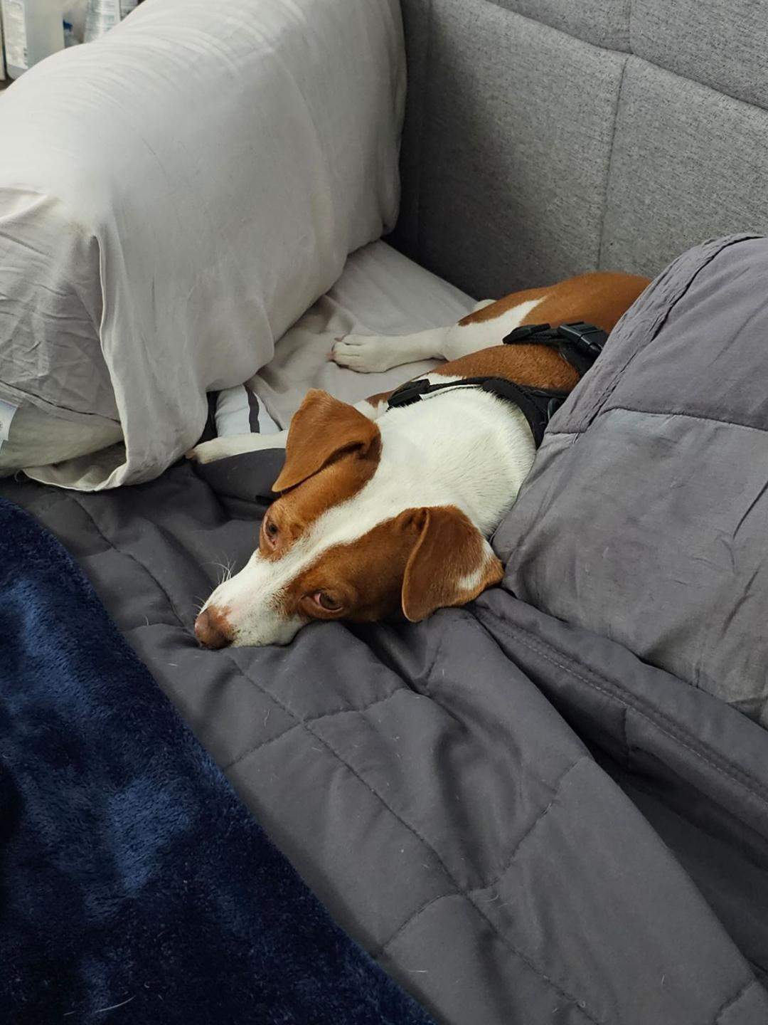 Patti pillow fort 2.jpg