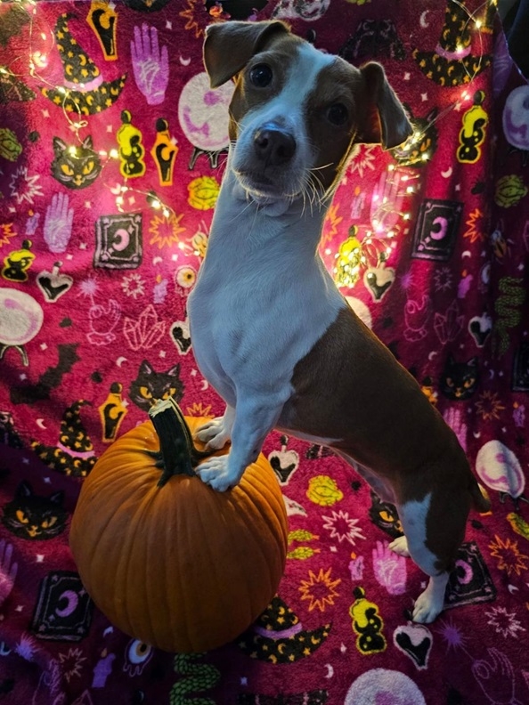 Patti pumpkin 1.jpg