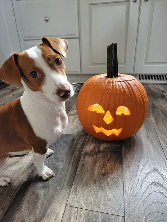 patti pumpkin 22.jpg