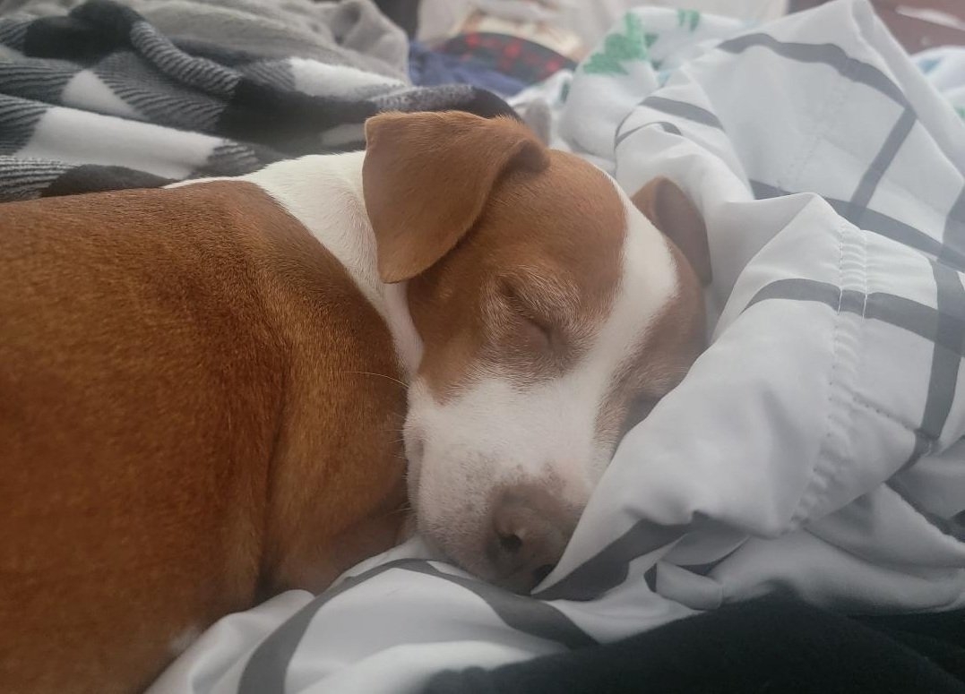 Patti sleeping.jpg
