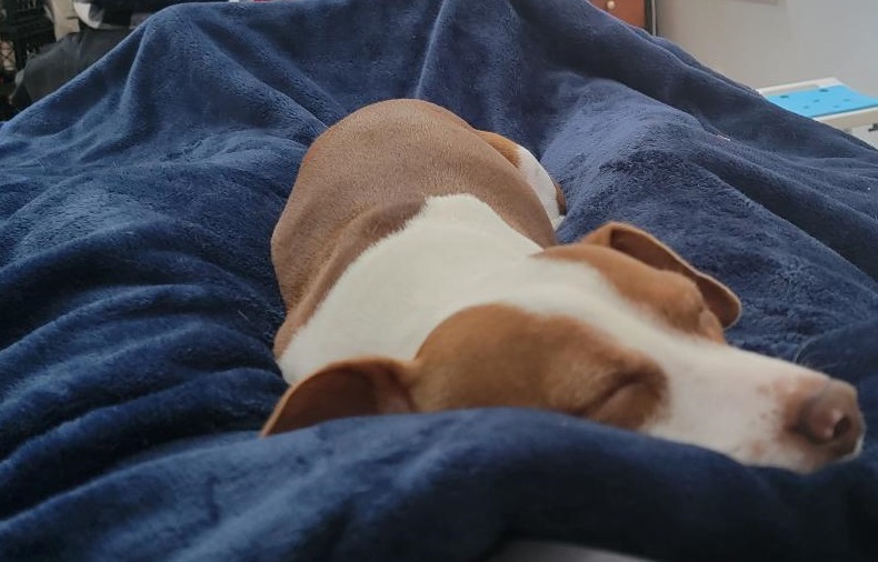 Patti snooze.jpg