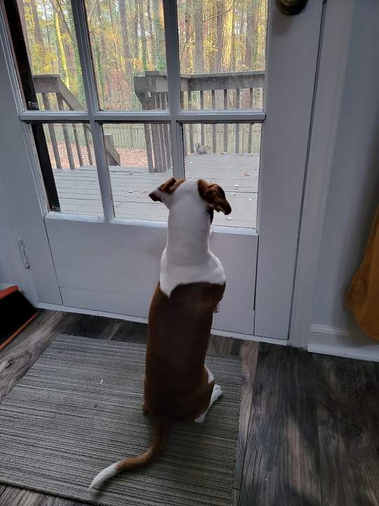 Patti squirrel 1.jpg