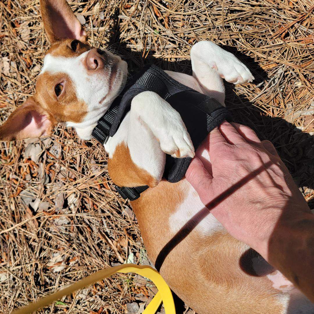 Patti sun belly.jpg