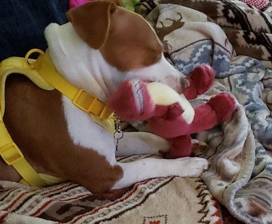 Patti t rex.jpg