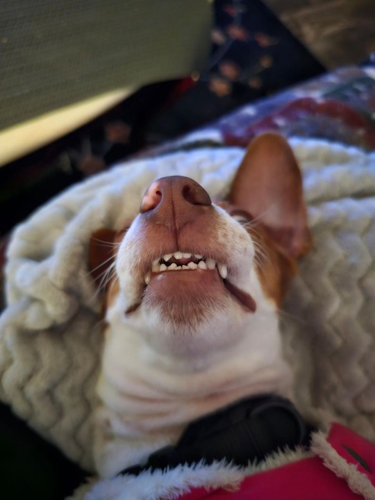 Patti teeth 1 24.jpg