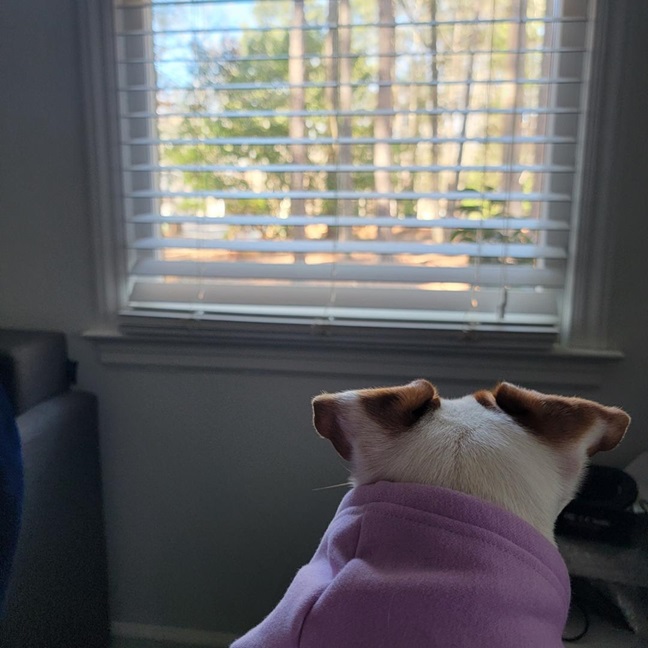 Patti window 1 24.jpg