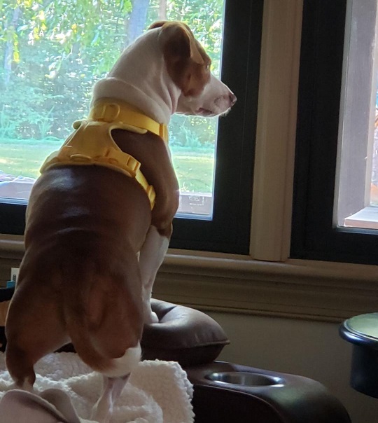 Patti window.jpg