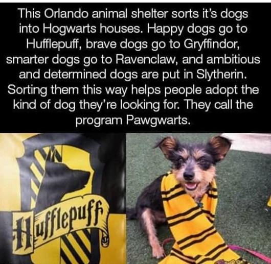 pawgwarts.jpg
