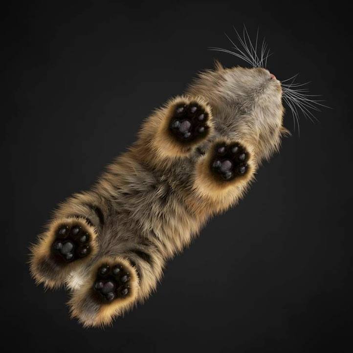 paws-10.jpg