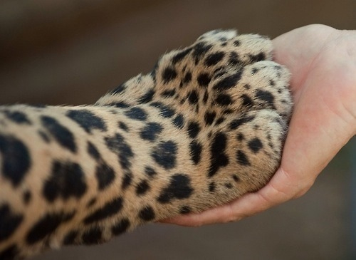 paws-12.jpg
