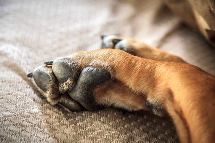 paws.jpg